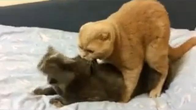 Не в ту дыру смотреть онлайн