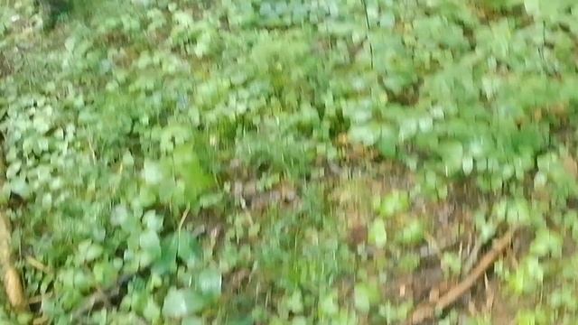 За Грибами 16 июля 2022 года смотреть онлайн