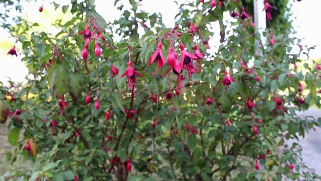 Scharlach-Fuchsie (Fuchsia magellanica) Flower ✔ смотреть онлайн