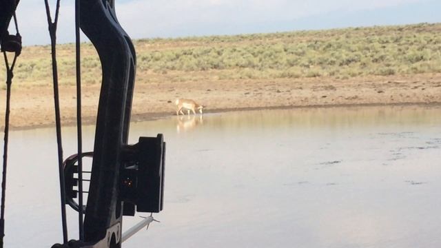 Охота на антилопу