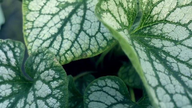 BRUNNERA MACROPHYLLA `JACK FROST` смотреть онлайн