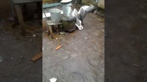 Гусь проучил петуха!!!Выясняли,кто сильнее,у кого клювы длиннее!!!