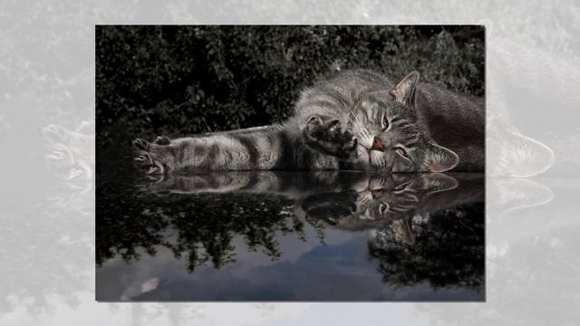 НАШИ ЛЮБИМЦЫ!  1 марта всемирный день кошек.