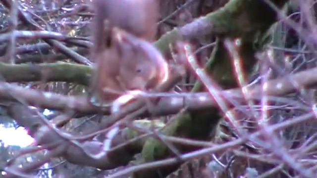 Red squirrel (Sciurus vulgaris) смотреть онлайн
