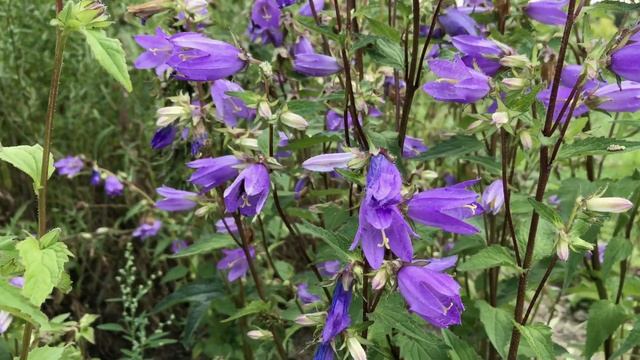 Ruig klokje ~ Campanula trachelium | NL Bloeit! ~ Planten van hier смотреть онлайн