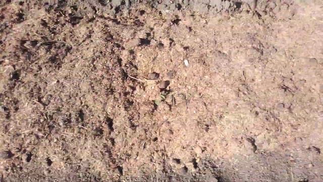 Мульчирование грядок конским навозом и рисовой шелухой смотреть онлайн