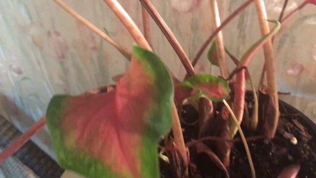 Caladium Update: Pruning and Letting Go смотреть онлайн