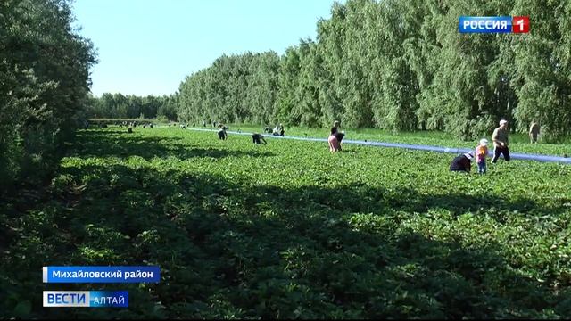 Сбор клубники начался в хозяйстве «Горизонт» Михайловского района смотреть онлайн