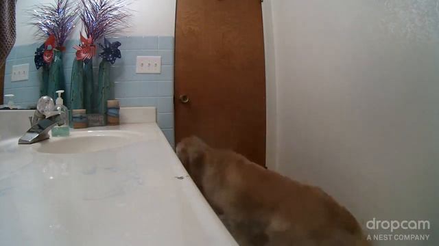 Умный пес, который боится грозы, научился прятаться в ванной и включать шумную вытяжку смотреть онлайн