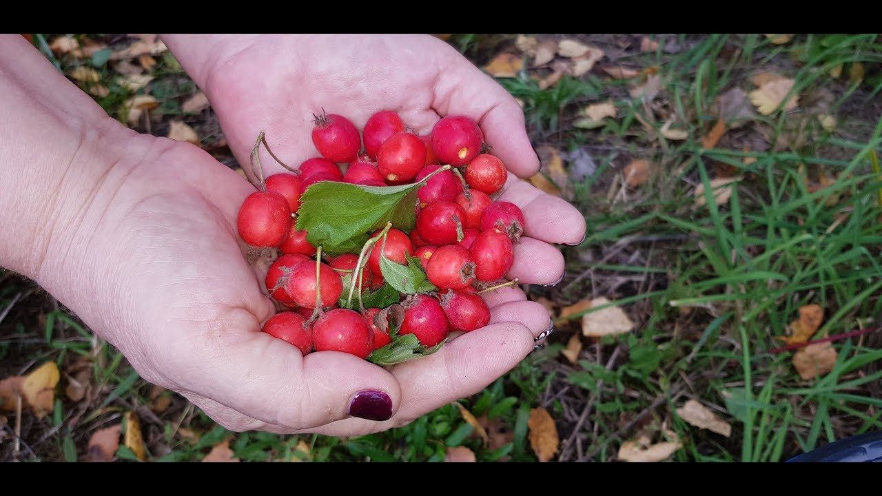 Боярышник. Здоровье вашей нервной системы смотреть онлайн