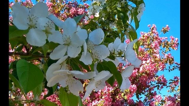 Р Рождественский Всё начинается с любви #стихиолюбви #поэты20века смотреть онлайн