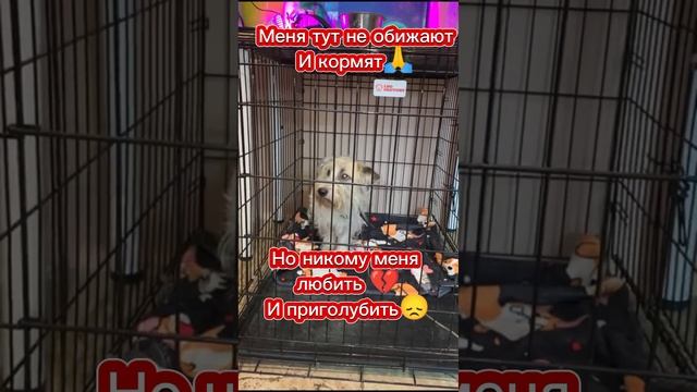 Москва❤обратите внимание на такого прекрасного парня бородатика?кто подарит ласку Трусишке Фёдору? смотреть онлайн
