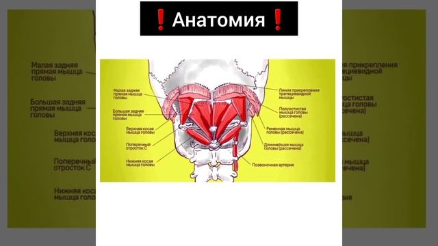 Убираем боль в затылке. Доктор Пак. Видеоуроки по лечебному массажу смотреть онлайн