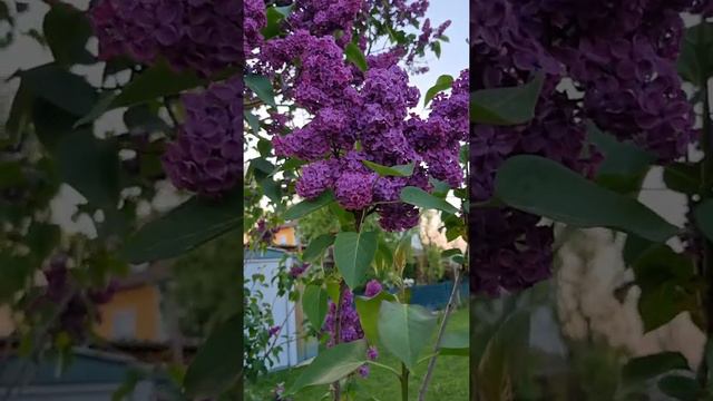 Сирень 😍 смотреть онлайн