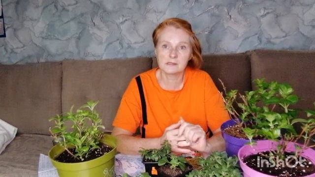Планы на сезон. смотреть онлайн