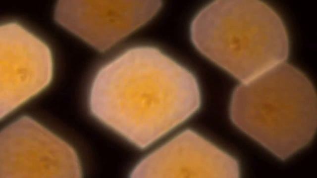 Заключителный киртан,Мантра-йога,Вологда,июль 2014,Ананта Виджай прабху смотреть онлайн