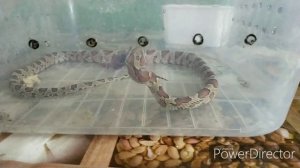 Кормление змеи / маисовый полоз