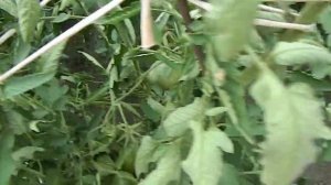 Обзор томата Пудовик.