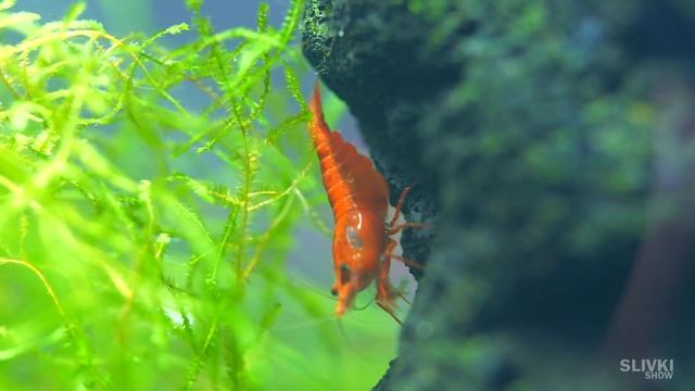 ГЕРМЕТИЧНО ЗАКРЫЛИ АКВАРИУМ, ЧТО БУДЕТ ДАЛЬШЕ? смотреть онлайн