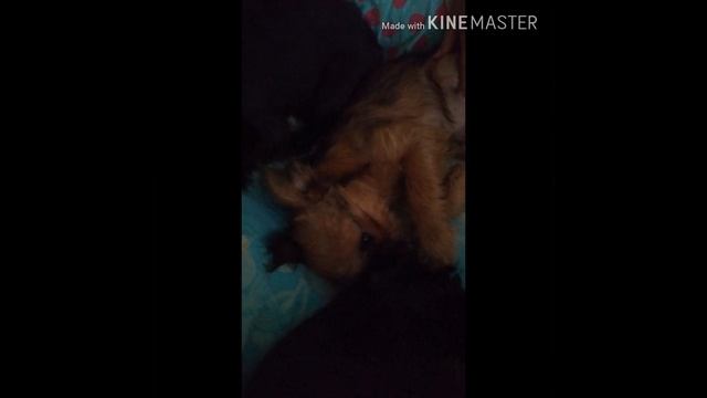 Гриффон щенки для продажи, griffon for sale смотреть онлайн