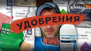 Чем удобрять клубнику