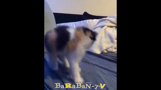 Смешные киски. Топ лучших моментов. смотреть онлайн