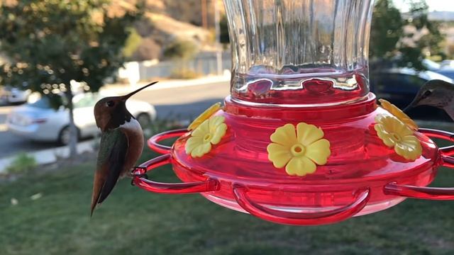 @morebirdsfeeders big gulp feeder смотреть онлайн