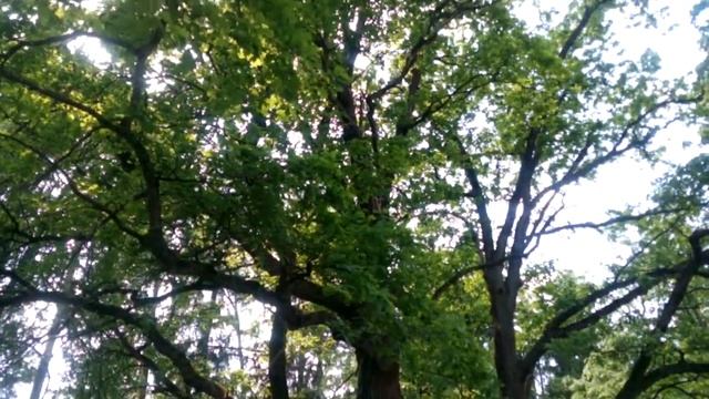 усадьба Алмазово, пруд смотреть онлайн