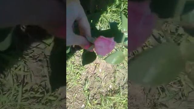 Наши дачные цветочки смотреть онлайн