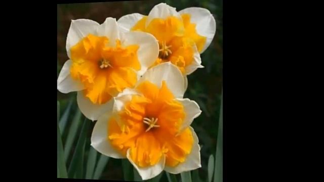 #Цветы для сада и бизнеса от Ольги Шевчук #Нарциссы1 смотреть онлайн