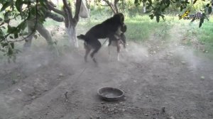 Собачьи бои, умиротворение агрессивной собаки