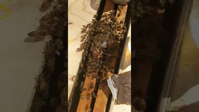 Adding a queen to a hopelessly queenless hive смотреть онлайн