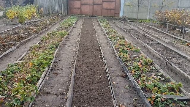 Лук и чеснок сажаю сразу после полнолуния. 02.11.23. смотреть онлайн