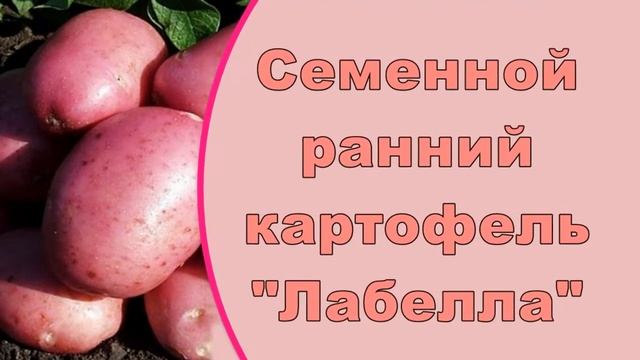 Семенной Картофель Купить Почтой России смотреть онлайн