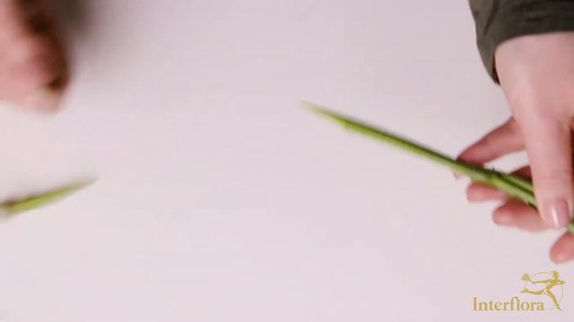 Stelletips: Hvordan stelle ranunkler смотреть онлайн