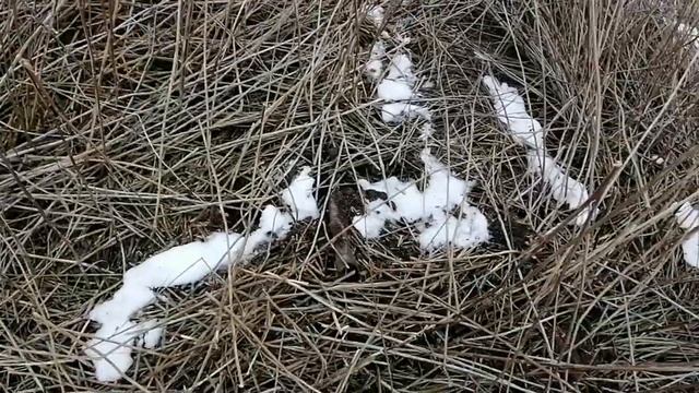 Забрал старые находки и обалдел от результата. Метало коп! смотреть онлайн