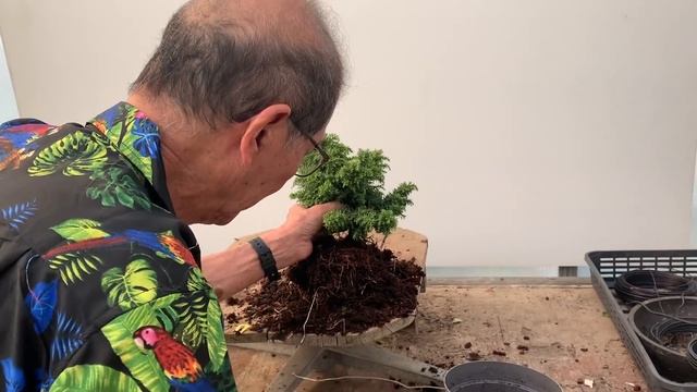 Making Bonsai from Cryptomeria Nursery Plants смотреть онлайн