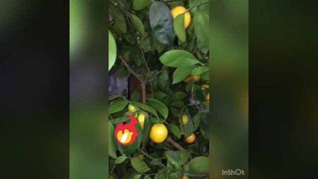 Каламондин созревание плодов 👍🏻 смотреть онлайн