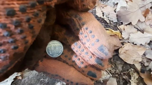 Коп з Квазаром Арм у дубовому лісі!!! смотреть онлайн