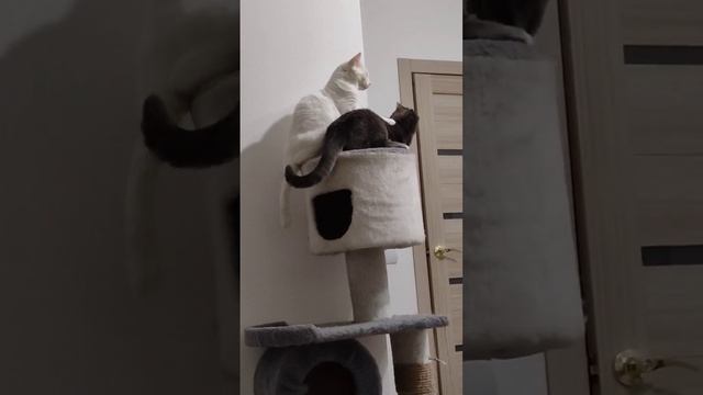 Интересно кто кого? #коты #безкотаижизньнета #смешныеживотные #котосемья #shorts смотреть онлайн