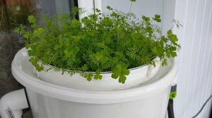 Зелень на гидропонике. Неудачный опыт..mp4