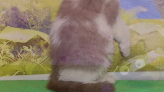 Котята ждут своих владельцев. Питомник кошек "House Arletta British" смотреть онлайн