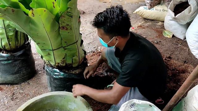 DAPO| BIRDS NEST| HOW TO REPOT AND CARE TIPS #birdsnest #dapo смотреть онлайн