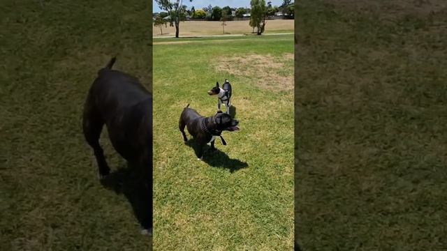 Басенджи Люся и Рич гуляют в парке. смотреть онлайн