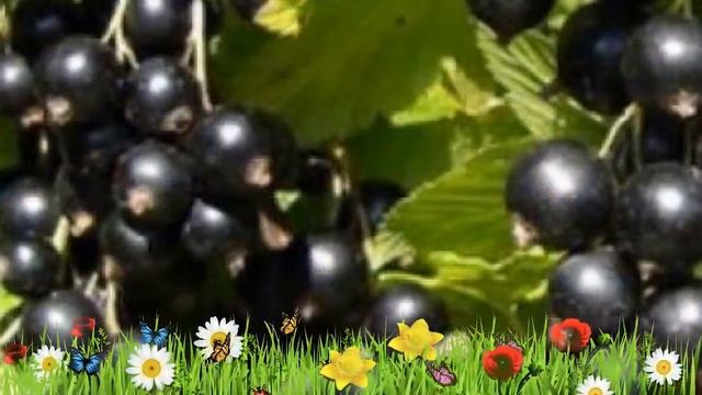 Смородина черная Черный Аист ? Обзор: посадка и уход. крупномеры смородины: описание и особенности смотреть онлайн