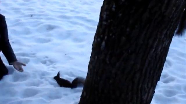 Белки едят орехи с рук смотреть онлайн