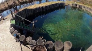 Рыба для пруда. Форель радужная.