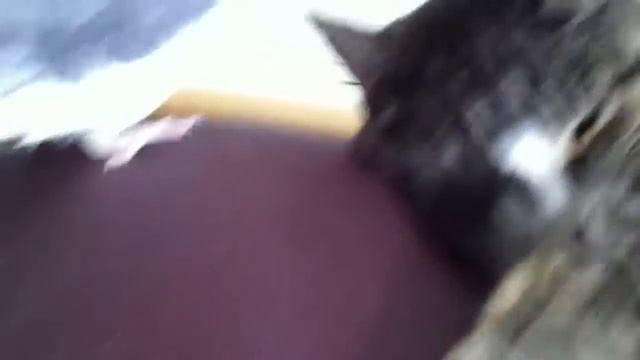 Cockatiel tries to wake up a cat смотреть онлайн