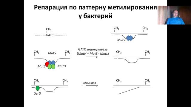 Лекция 7. (2023) Механизмы репарации ДНК