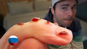 [Mark Rober] Постельные Клопы - то, что Вам Говорили, Неправда [Марк Робер]